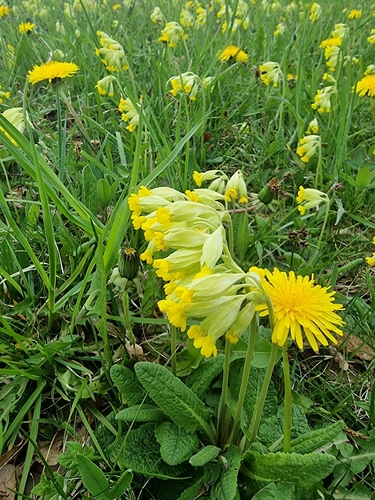 Cowslip