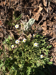 Chaetopappa asteroides