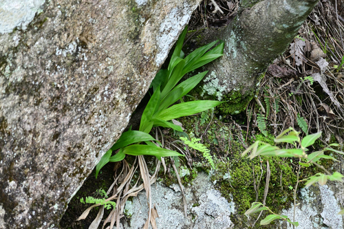 Carex siderosticta iNat (3)