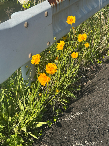 Lance-leaved Coreopsis