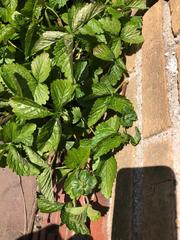 Fragaria × ananassa