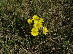 Tephroseris integrifolia atropurpurea