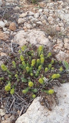 Cruciata taurica