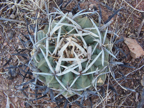 Echinofossulocactus coptonogonus