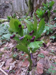 Scopolia caucasica
