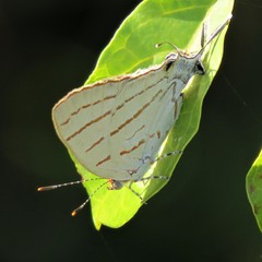 Hemiolaus caeculus