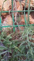 Fumaria kralikii