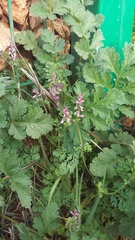 Fumaria kralikii