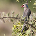 Pájaro Ratón Nuquiazul - Photo (c) tong1217, algunos derechos reservados (CC BY-NC)