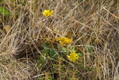 Tephroseris integrifolia atropurpurea