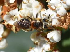Andrena dorsata