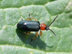 Oulema melanopus