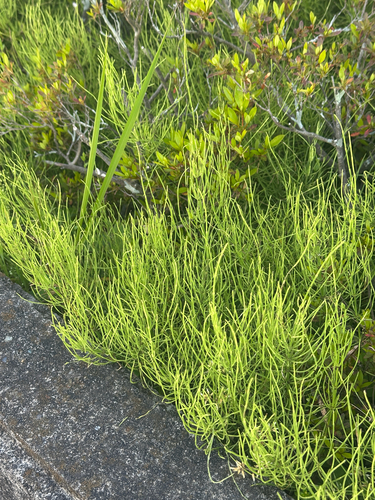 field horsetail