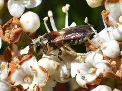 Andrena dorsata