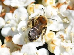 Andrena dorsata