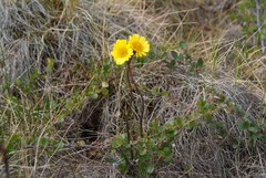 Tephroseris integrifolia atropurpurea