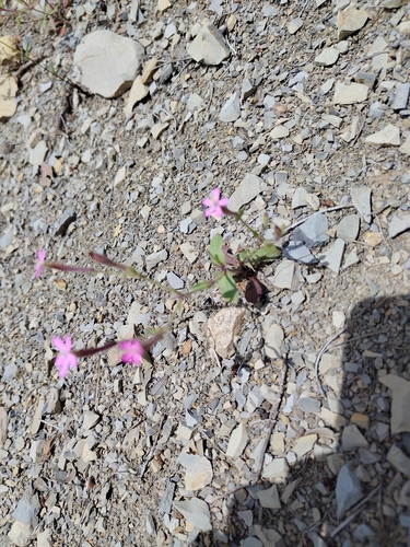 North African catchfly