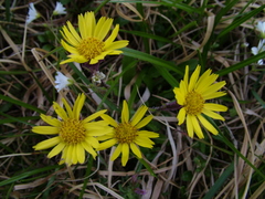 Tephroseris integrifolia atropurpurea