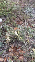 Astragalus rupifragus