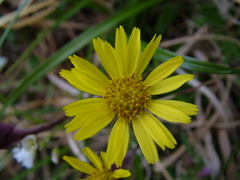Tephroseris integrifolia atropurpurea