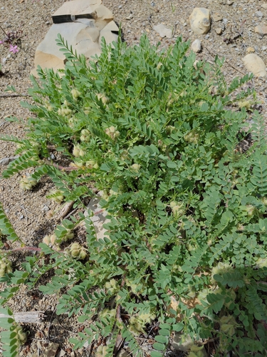 Hedgehog Milkvetch