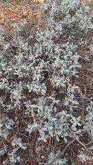 Artemisia fragrans