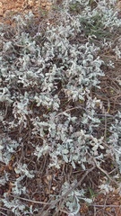 Artemisia fragrans