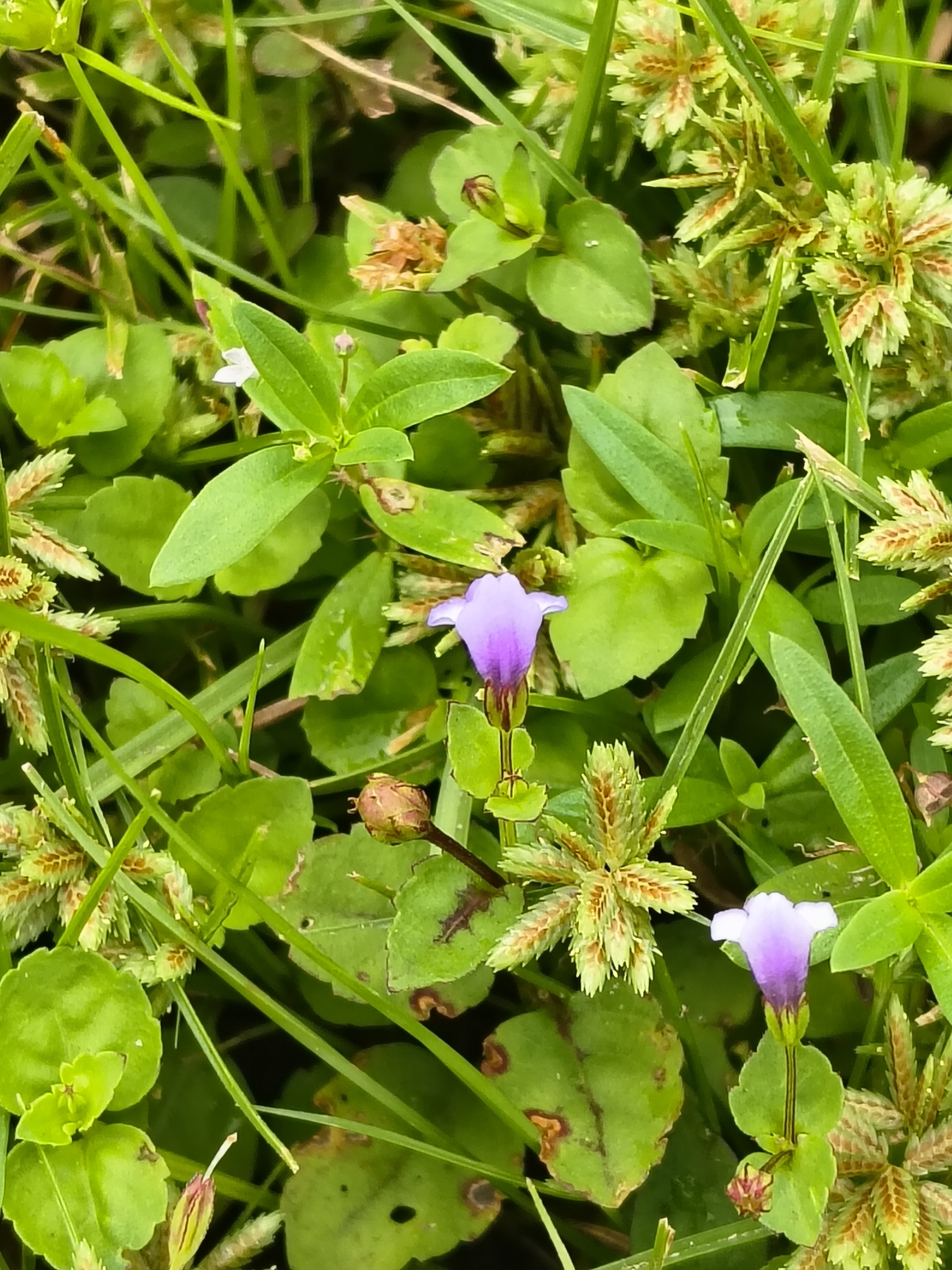 Torenia crustacea