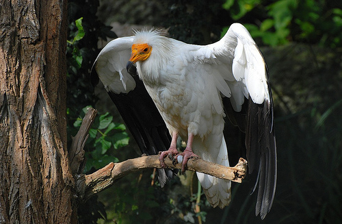 Egyptian Vulture