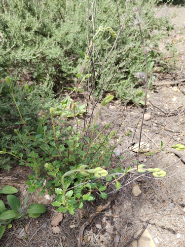 Yellow Germander