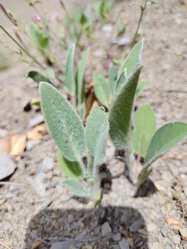 Common Kidney-Vetch