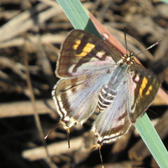 Cigaritis natalensis