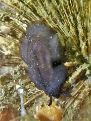 Scutus unguis