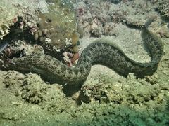 Congrogadus subducens