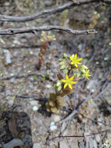 Sedum pubescens