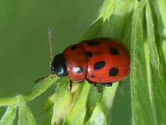 Gonioctena fornicata