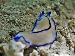 Pseudoceros concinnus