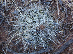 Coryphantha delicata