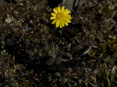 Tephroseris integrifolia atropurpurea