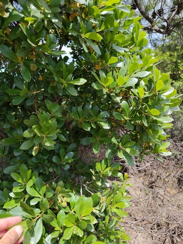 strawberry tree