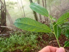 Prunus buergeriana