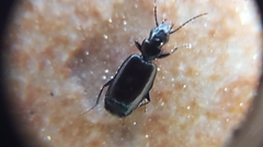 Microlestes