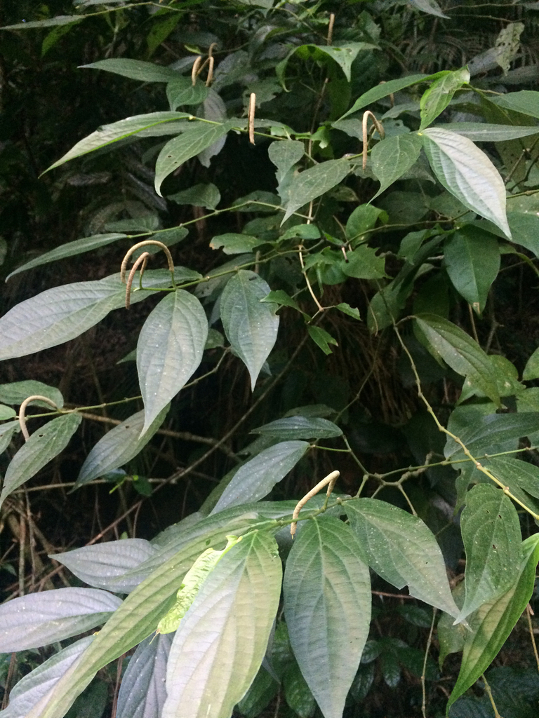 Piper gaudichaudianum