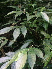 Piper gaudichaudianum