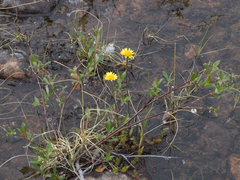 Tephroseris integrifolia atropurpurea
