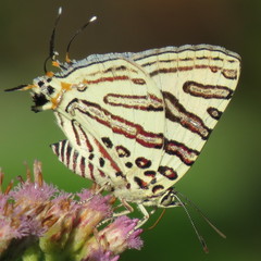Cigaritis natalensis