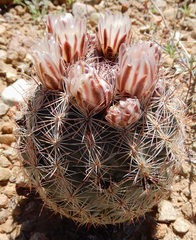 Echinomastus intertextus