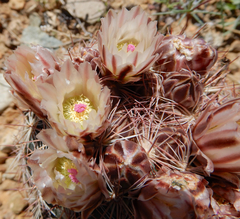 Echinomastus intertextus