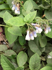 Symphytum × hidcotense