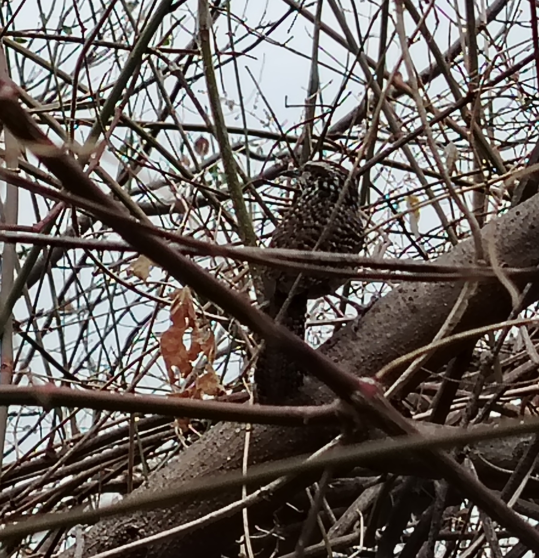 Spotted Wren (Campylorhynchus gularis), photo 9